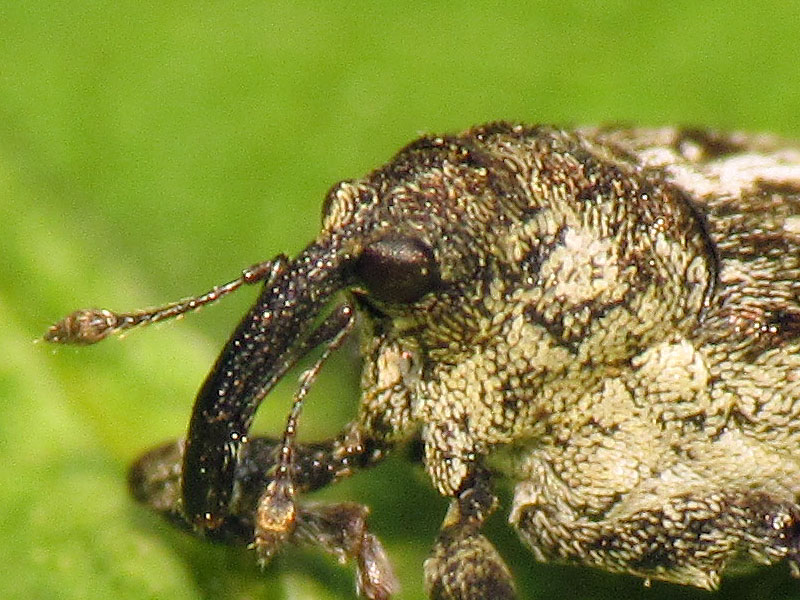 Curculionidae: Datonychus cfr. maurus